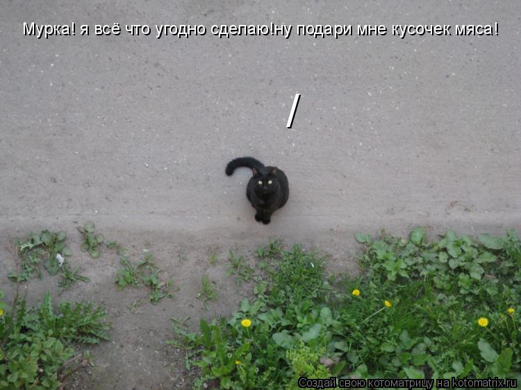 Котоматрица: Мурка! я всё что угодно сделаю!ну подари мне кусочек мяса! /