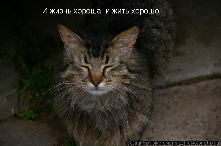 Котоматрица: И жизнь хороша, и жить хорошо...