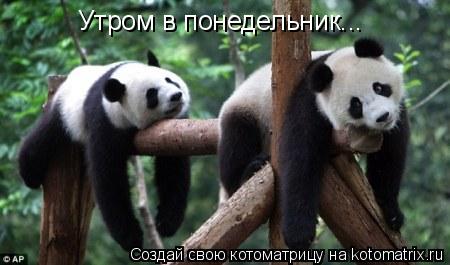 Котоматрица: Утром в понедельник...