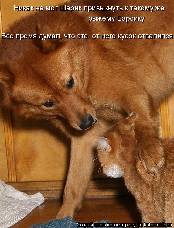 Котоматрица: Никак не мог Шарик привыкнуть к такому же  рыжему Барсику Все время думал, что это  от него кусок отвалился
