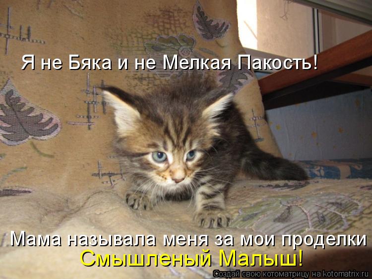 Я не Бяка и не Мелкая Пакость! Мама называла меня за мои проделки Смышленый Малыш!... Котоматрица: Я не Бяка и не Мелкая Пакость! Мама называла меня за мои проделки Смышленый Малыш!
