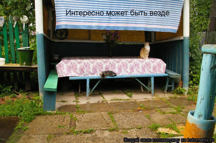 Котоматрица: Интересно может быть везде