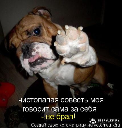 чистолапая совесть моя говорит сама за себя - не брал!... Котоматрица: чистолапая совесть моя говорит сама за себя - не брал!
