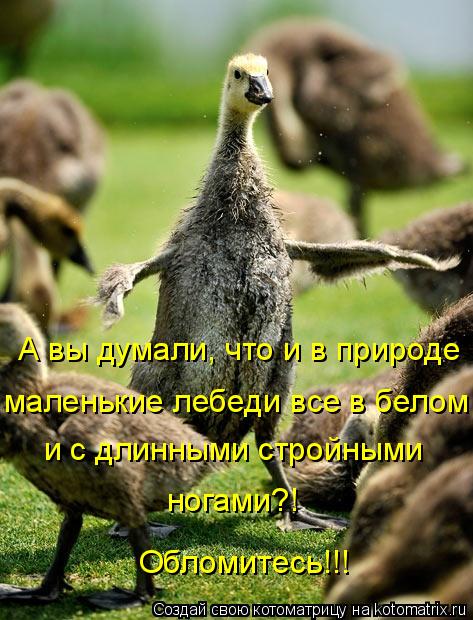 А вы думали, что и в природе маленькие лебеди все в белом и с длинными стройными Обломитесь!!! ногам... Котоматрица: А вы думали, что и в природе маленькие лебеди все в белом и с длинными стройными Обломитесь!!! ногами?!