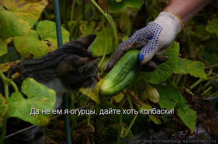 Да не ем я огурцы, дайте хоть колбаски!... Котоматрица: Да не ем я огурцы, дайте хоть колбаски!