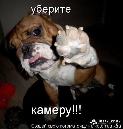 уберите камеру!!!... Котоматрица: уберите камеру!!!