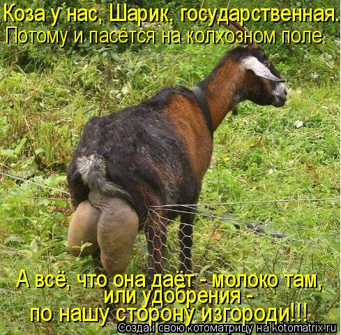 Котоматрица: Коза у нас, Шарик, государственная. Потому и пасётся на колхозном поле. А всё, что она даёт - молоко там,  или удобрения -  по нашу сторону изгор