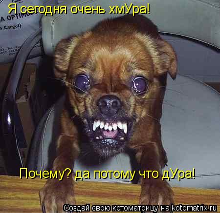 Я сегодня очень хмУра! Почему? да потому что дУра!... Котоматрица: Я сегодня очень хмУра! Почему? да потому что дУра!