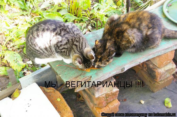 МЫ - ВЕГИТАРИАНЦЫ !!!!... Котоматрица: МЫ - ВЕГИТАРИАНЦЫ !!!!