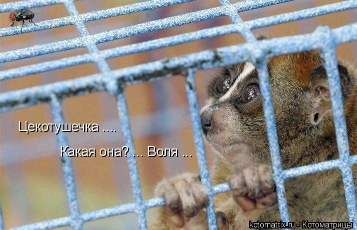 Цекотушечка .... Какая она? ... Воля ...... Котоматрица: Цекотушечка .... Какая она? ... Воля ...