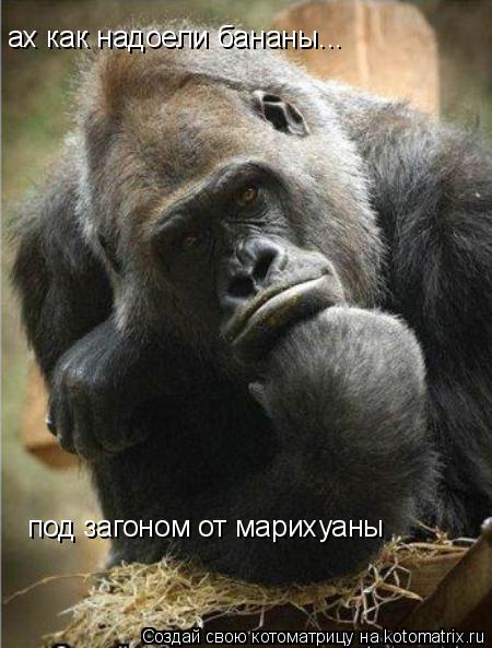 ах как надоели бананы... под загоном от марихуаны... Котоматрица: ах как надоели бананы... под загоном от марихуаны