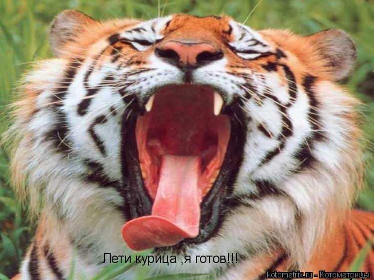 Лети курица ,я готов!!!... Котоматрица: Лети курица ,я готов!!!