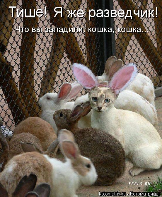Тише! Я же разведчик! Что вы заладили: кошка, кошка...... Котоматрица: Тише! Я же разведчик! Что вы заладили: кошка, кошка...