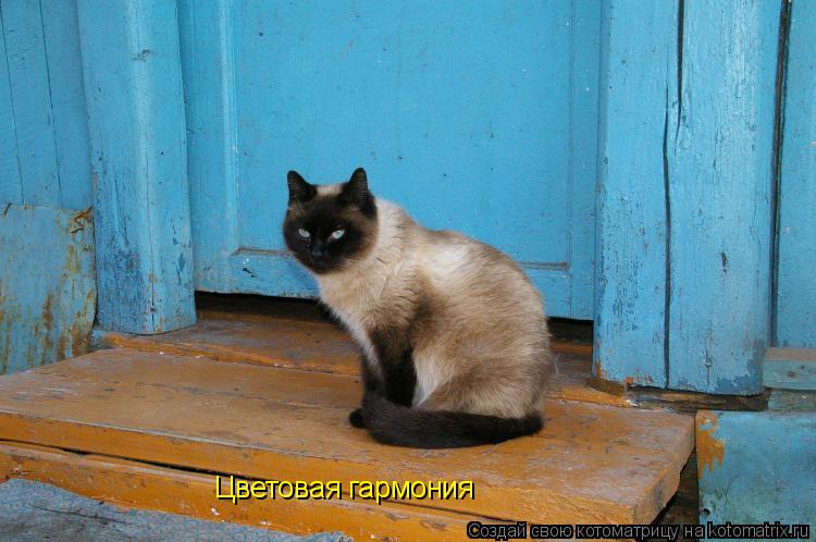 Цветовая гармония... Котоматрица: Цветовая гармония
