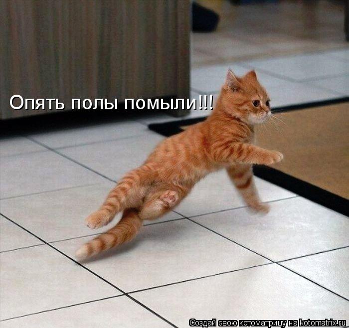 Опять полы помыли!!!... Котоматрица: Опять полы помыли!!!