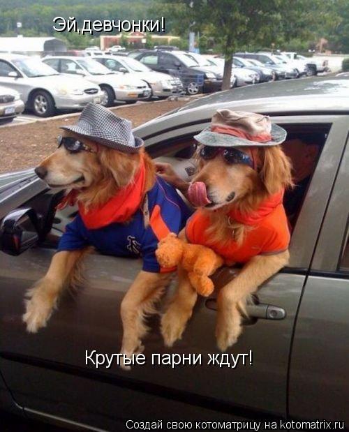 Эй,девчонки! Крутые парни ждут!... Котоматрица: Эй,девчонки! Крутые парни ждут!