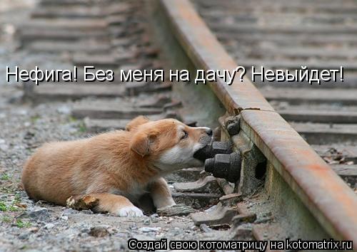 Нефига! Без меня на дачу? Невыйдет!... Котоматрица: Нефига! Без меня на дачу? Невыйдет!