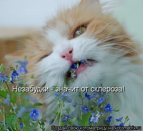 Котоматрица: Незабудки - значит от склероза!