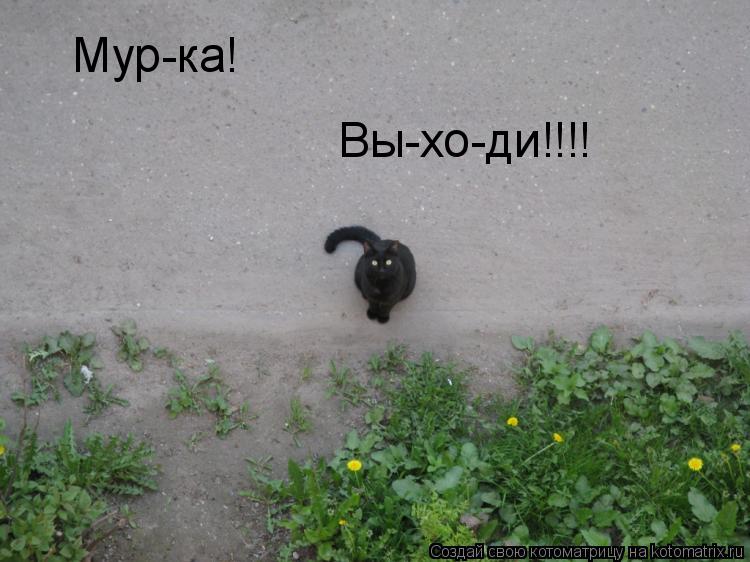 Мур-ка! Вы-хо-ди!!!!... Котоматрица: Мур-ка! Вы-хо-ди!!!!