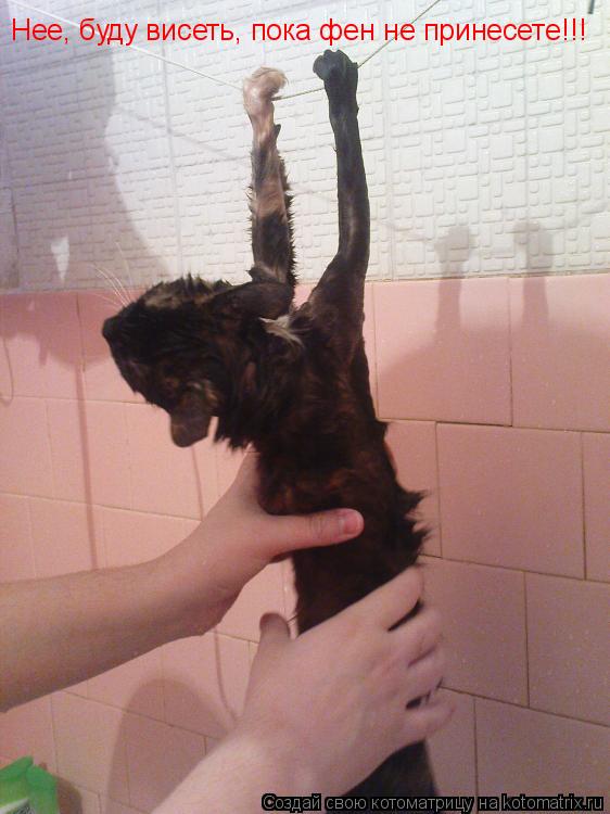 Нее, буду висеть, пока фен не принесете!!!... Котоматрица: Нее, буду висеть, пока фен не принесете!!!