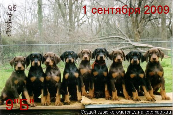 9"Б" 1 сентября 2009... Котоматрица: 9"Б" 1 сентября 2009