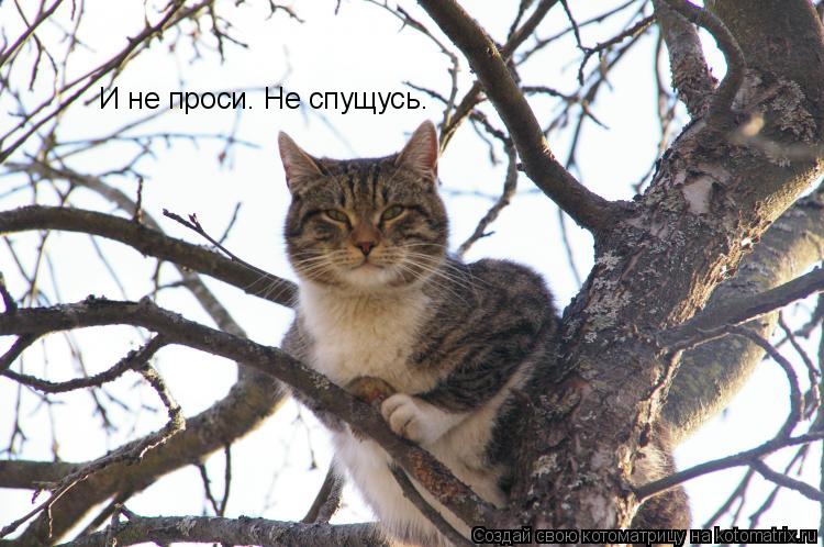 И не проси. Не спущусь.... Котоматрица: И не проси. Не спущусь.