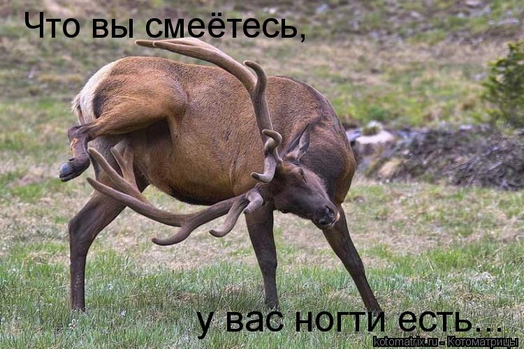 Что вы смеётесь, у вас ногти есть...... Котоматрица: Что вы смеётесь, у вас ногти есть...