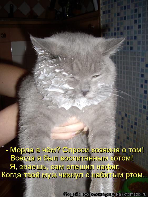 - Морда в чём? Спроси хозяина о том! Всегда я был воспитанным котом! Я, знаешь, сам опешил нафиг, Ког... Котоматрица: - Морда в чём? Спроси хозяина о том! Всегда я был воспитанным котом! Я, знаешь, сам опешил нафиг, Когда твой муж чихнул с набитым ртом...