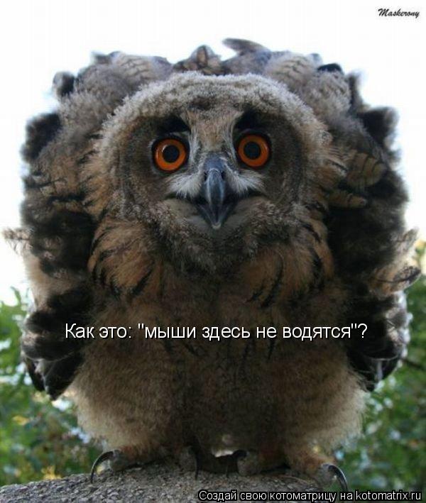 Как это: "мыши здесь не водятся"?... Котоматрица: Как это: "мыши здесь не водятся"?