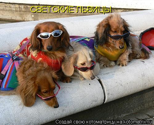СВЕТСКИЕ ЛЬВИЦЫ... Котоматрица: СВЕТСКИЕ ЛЬВИЦЫ