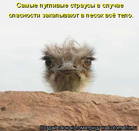 Самые пугливые страусы в случае опасности закапывают в песок всё тело.... Котоматрица: Самые пугливые страусы в случае опасности закапывают в песок всё тело.