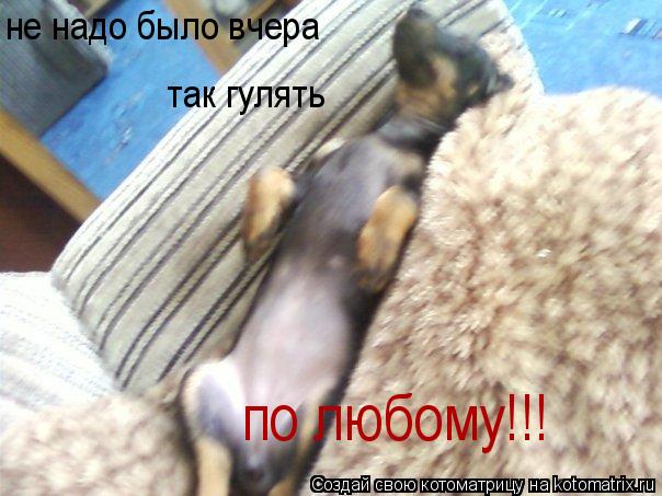 не надо было вчера так гулять по любому!!!... Котоматрица: не надо было вчера так гулять по любому!!!