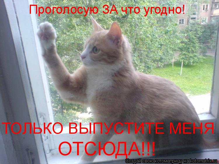 Проголосую ЗА что угодно! ТОЛЬКО ВЫПУСТИТЕ МЕНЯ ОТСЮДА!!!... Котоматрица: Проголосую ЗА что угодно! ТОЛЬКО ВЫПУСТИТЕ МЕНЯ ОТСЮДА!!!