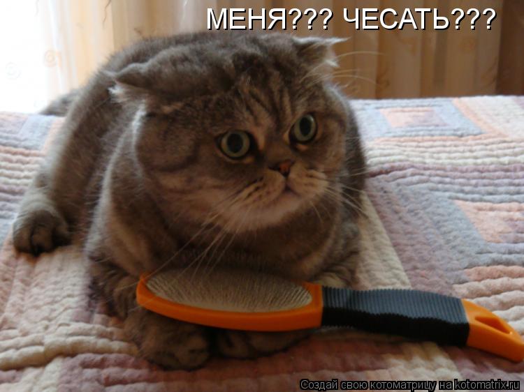 МЕНЯ??? ЧЕСАТЬ???... Котоматрица: МЕНЯ??? ЧЕСАТЬ???