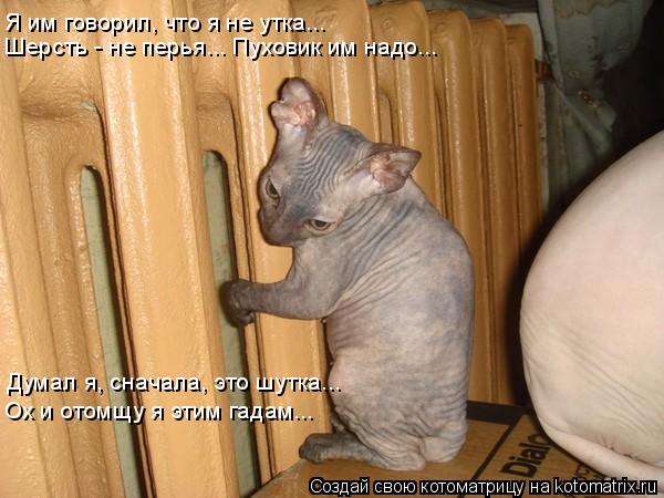 Котоматрица: Думал я, сначала, это шутка... Ох и отомщу я этим гадам... Я им говорил, что я не утка...  Шерсть - не перья... Пуховик им надо...