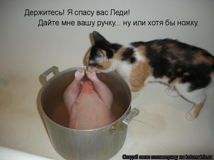 Котоматрица: Держитесь! Я спасу вас Леди! Дайте мне вашу ручку... ну или хотя бы ножку.