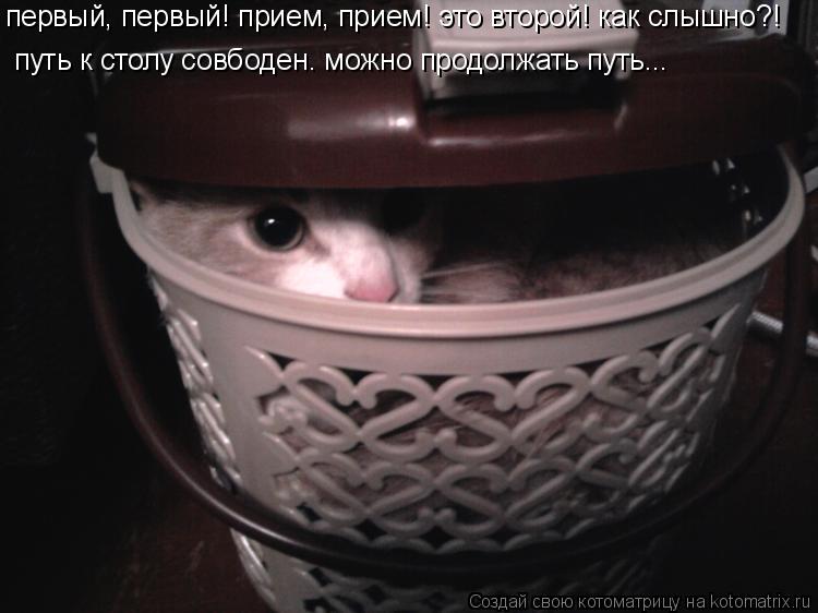 Котоматрица: первый, первый! прием, прием! это второй! как слышно?! путь к столу совбоден. можно продолжать путь...