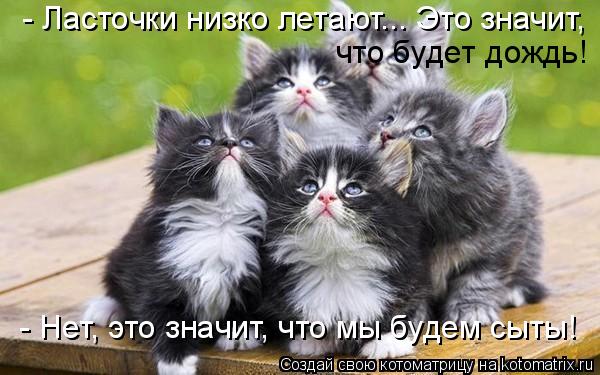 Котоматрица: - Ласточки низко летают... Это значит,  что будет дождь!   - Нет, это значит, что мы будем сыты!