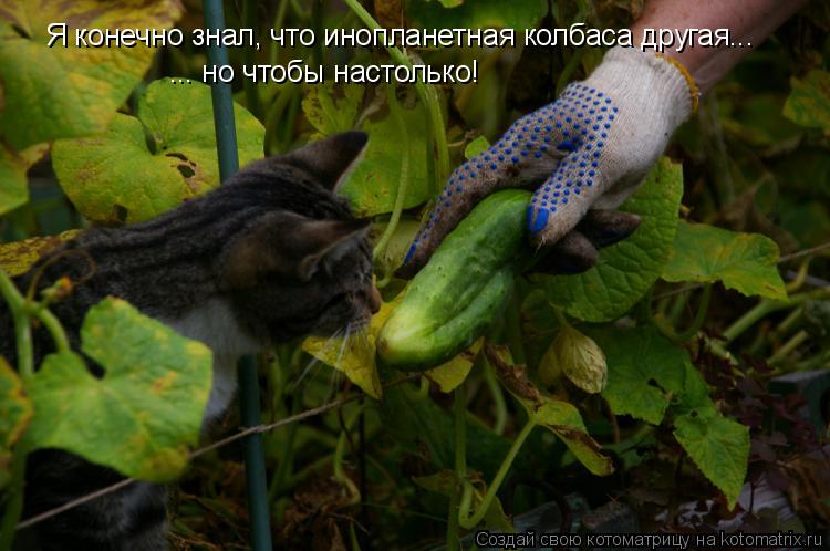 Котоматрица: Я конечно знал, что инопланетная колбаса другая...  ... но чтобы настолько!