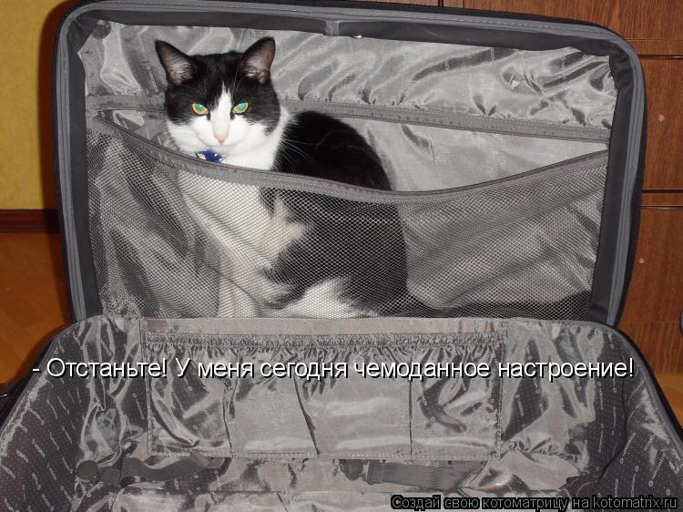 Котоматрица: - Отстаньте! У меня сегодня чемоданное настроение!