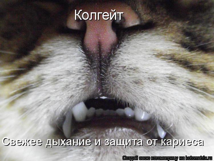 Котоматрица: Колгейт Свежее дыхание и защита от кариеса