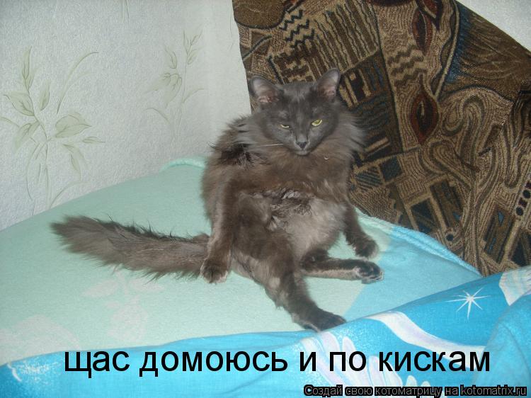 Котоматрица: щас домоюсь и по кискам