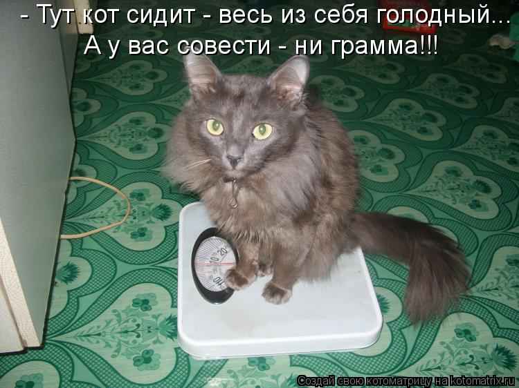 Котоматрица: - Тут кот сидит - весь из себя голодный... А у вас совести - ни грамма!!!