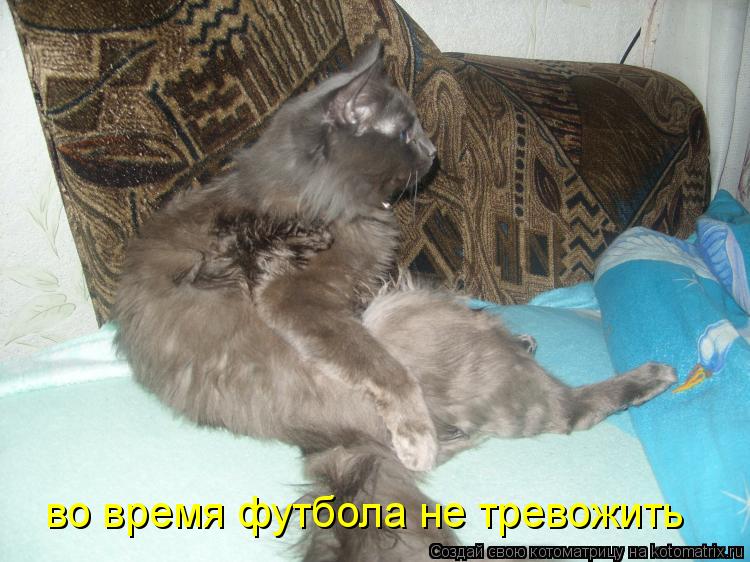 Котоматрица: во время футбола не тревожить