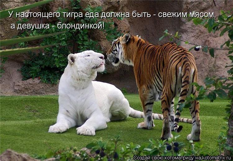 Котоматрица: У настоящего тигра еда должна быть - свежим мясом, а девушка - блондинкой!