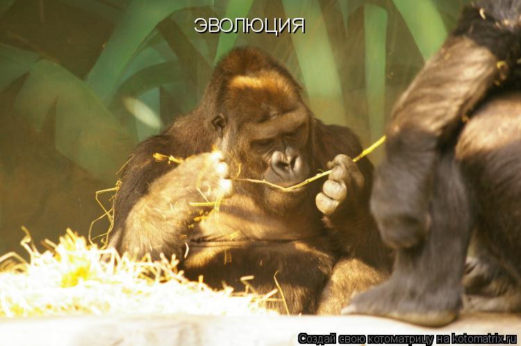 Котоматрица: ЭВОЛЮЦИЯ
