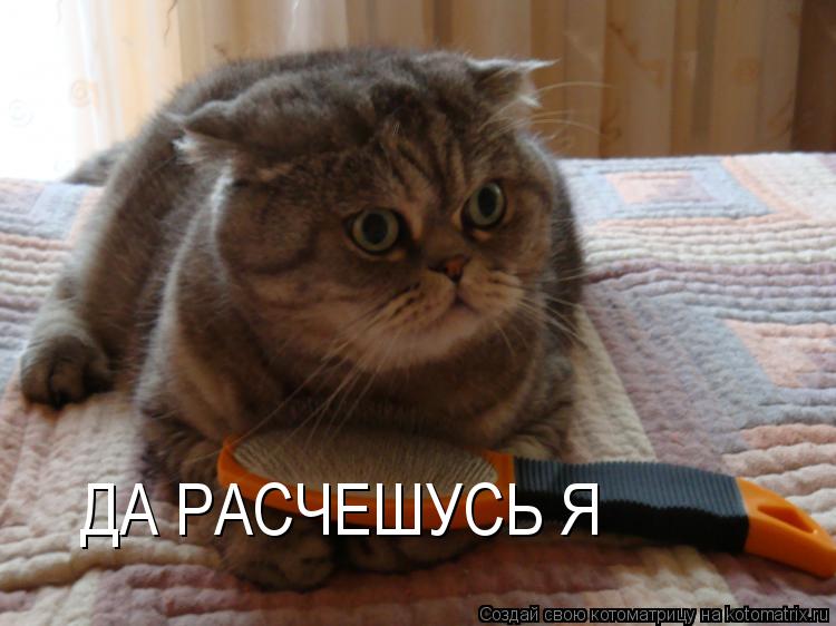Котоматрица: ДА РАСЧЕШУСЬ Я