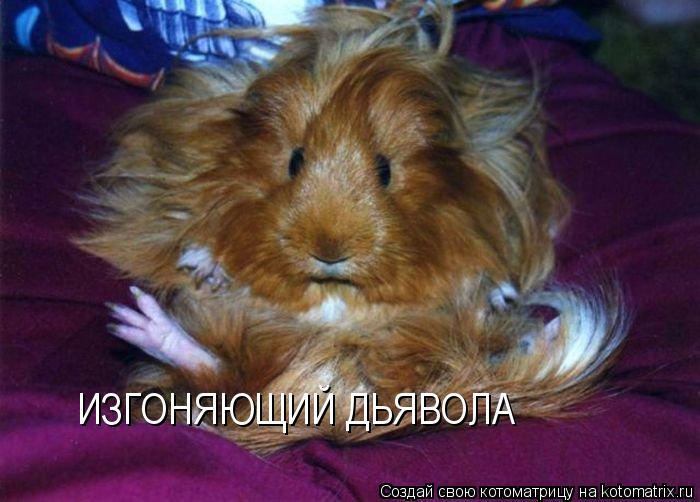 Котоматрица: ИЗГОНЯЮЩИЙ ДЬЯВОЛА