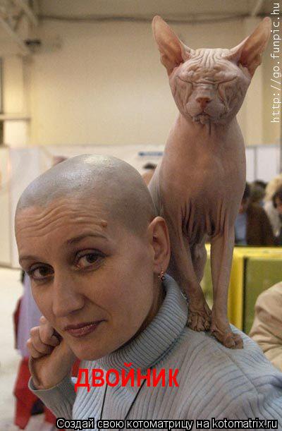 Котоматрица: двойник