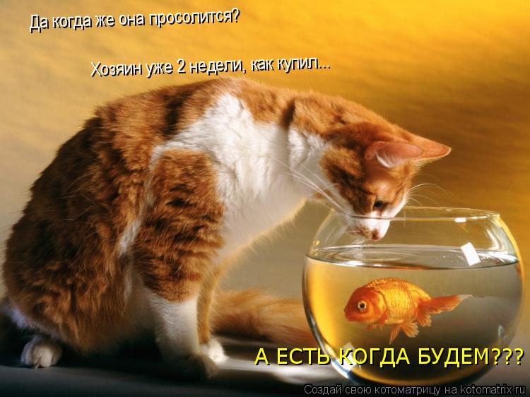 Котоматрица: Да когда же она просолится? Хозяин уже 2 недели, как купил... А ЕСТЬ КОГДА БУДЕМ???